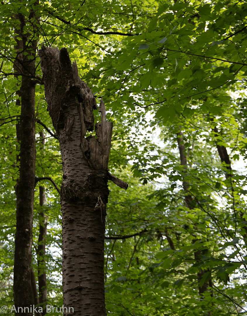 Ent Im Wald